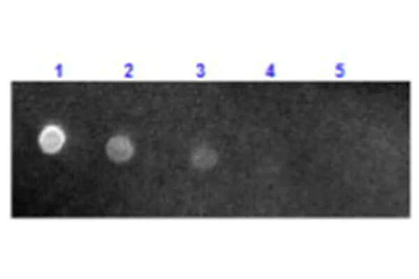 Dot Blot - Sheep Anti-Mouse IgG H&L (Texas Red ®) (AB6806)