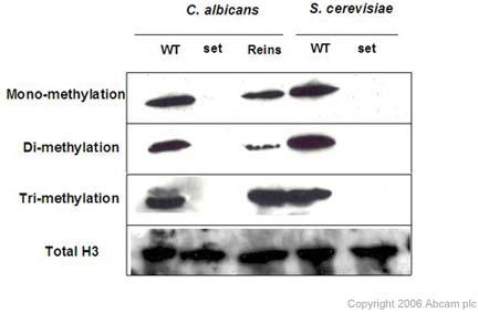 Western blot - Sheep Anti-Rabbit IgG H&L (HRP) (AB6795), expandable thumbnail