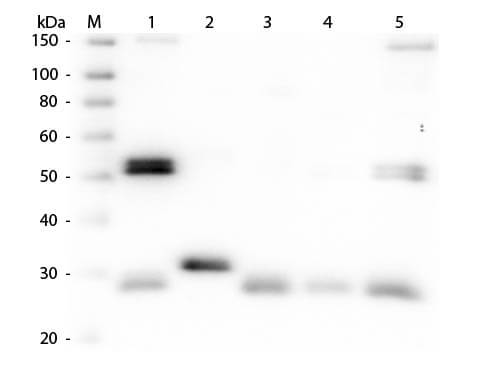 Sheep Anti-Rat IgG H&L