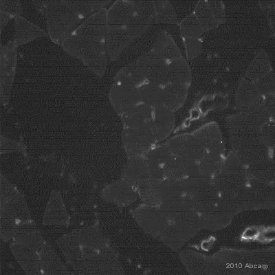 Immunohistochemistry (Formalin/PFA-fixed paraffin-embedded sections) - Sheep Anti-Rat IgG H&L (Biotin) (AB6851)