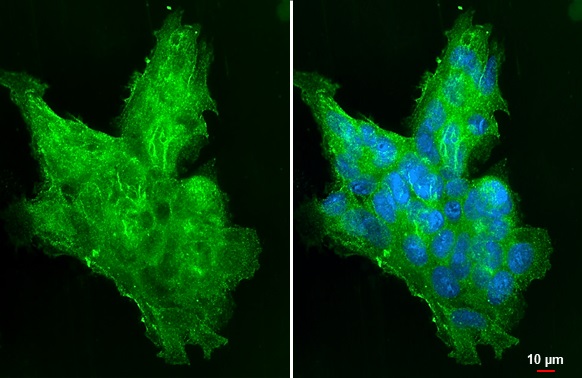 Immunocytochemistry/ Immunofluorescence - Anti-Shh antibody [HL2076] (AB308225), expandable thumbnail