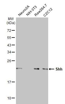 Western blot - Anti-Shh antibody [HL2076] (AB308225), expandable thumbnail