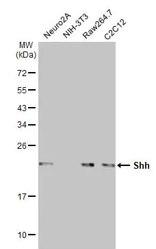 Western blot - Anti-Shh antibody [HL2076] (AB308225)