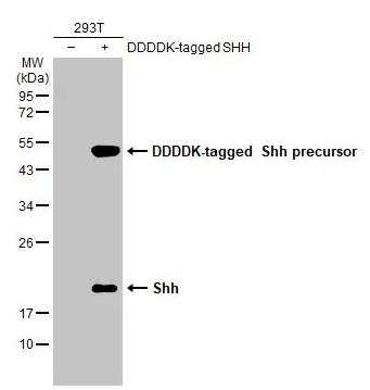 Western blot - Anti-Shh antibody [HL2076] (AB308225), expandable thumbnail