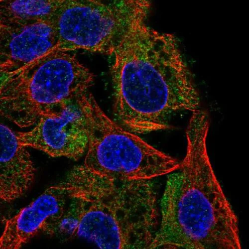 Immunocytochemistry/ Immunofluorescence - Anti-SHIP-1 antibody (AB244542)
