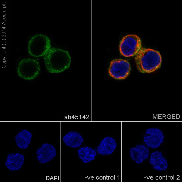 Immunocytochemistry/ Immunofluorescence - Anti-SHIP-1 antibody [EP378Y] (AB45142)