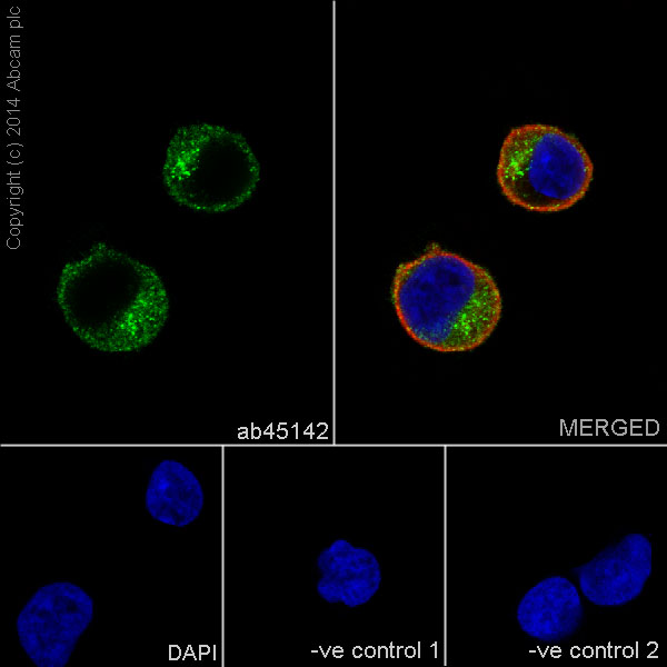 Immunocytochemistry/ Immunofluorescence - Anti-SHIP-1 antibody [EP378Y] - BSA and Azide free (ab190551), expandable thumbnail
