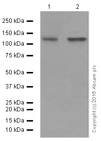 Western blot - Anti-SHIP-1 antibody [EP378Y] - BSA and Azide free (AB190551), expandable thumbnail