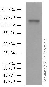 Western blot - Anti-SHIP-1 antibody [EP378Y] - BSA and Azide free (AB190551), expandable thumbnail