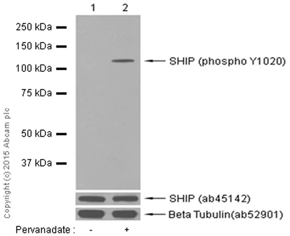 Western blot - Anti-SHIP-1 (phospho Y1020) antibody [EPR425] - BSA and Azide free (AB190552)