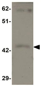Western blot - Anti-SHISA9 antibody (AB105208)