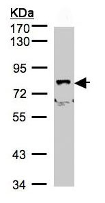 Western blot - Anti-SHKBP1 antibody (AB98148)