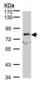 Western blot - Anti-SHKBP1 antibody (AB98148)