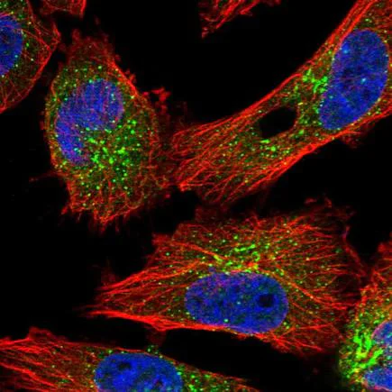 Immunocytochemistry/ Immunofluorescence - Anti-SHLD1 antibody (AB243482)