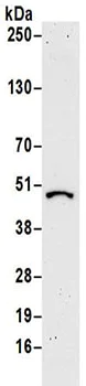Western blot - Anti-SHMT1 antibody (AB186130)