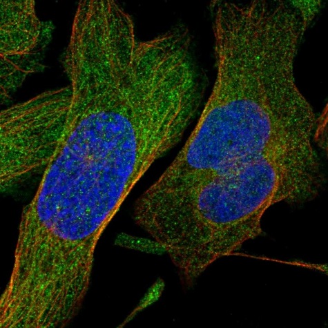 Immunocytochemistry/ Immunofluorescence - Anti-SHMT1 antibody - N-terminal (AB224445)