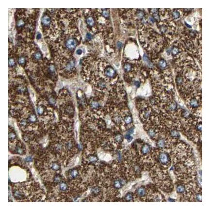 Immunohistochemistry (Formalin/PFA-fixed paraffin-embedded sections) - Anti-SHMT2/SHMT antibody (AB224427)