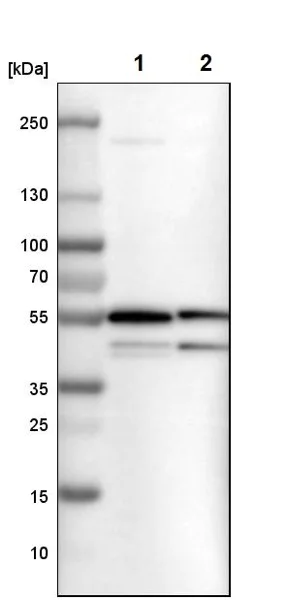 Western blot - Anti-SHMT2/SHMT antibody (AB224427)