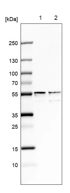Western blot - Anti-SHMT2/SHMT antibody (AB224427)