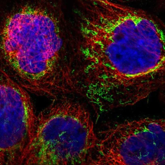 Immunocytochemistry/ Immunofluorescence - Anti-SHMT2/SHMT antibody (AB224428)