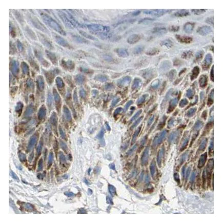 Immunohistochemistry (Formalin/PFA-fixed paraffin-embedded sections) - Anti-SHMT2/SHMT antibody (AB224428)