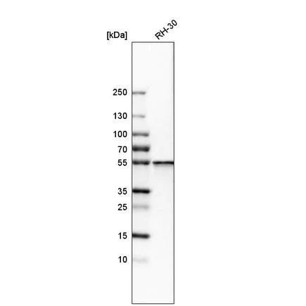 Western blot - Anti-SHMT2/SHMT antibody (AB224428)