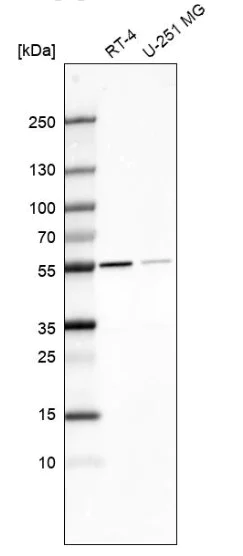 Western blot - Anti-SHMT2/SHMT antibody (AB224428)