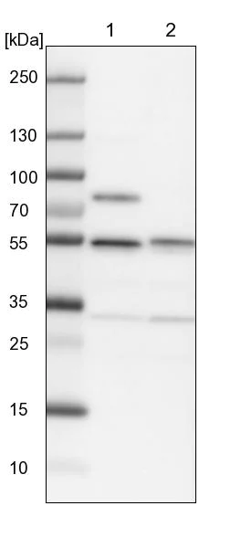 Western blot - Anti-SHMT2/SHMT antibody (AB224428)