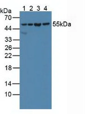 Western blot - Anti-SHMT2/SHMT antibody (AB233430)