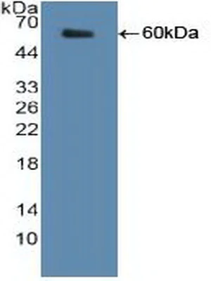 Western blot - Anti-SHMT2/SHMT antibody (AB233430)