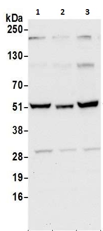 Western blot - Anti-SHMT2/SHMT antibody (AB240606)