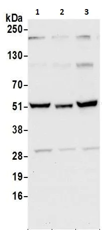 Western blot - Anti-SHMT2/SHMT antibody (AB240606)