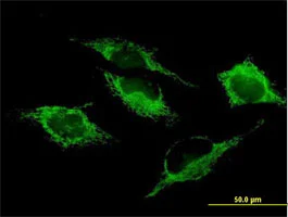 Immunocytochemistry/ Immunofluorescence - Anti-SHMT2/SHMT antibody (AB88664)