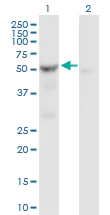 Western blot - Anti-SHMT2/SHMT antibody (AB88664)