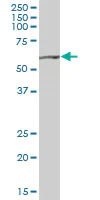 Western blot - Anti-SHMT2/SHMT antibody (AB88664)
