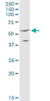 Western blot - Anti-SHMT2/SHMT antibody (AB88664)