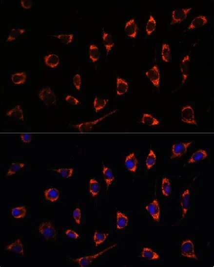 Immunocytochemistry/ Immunofluorescence - Anti-SHMT2/SHMT antibody - C-terminal (AB180786)