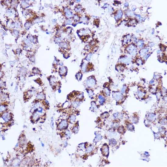 Immunohistochemistry (Formalin/PFA-fixed paraffin-embedded sections) - Anti-SHMT2/SHMT antibody - C-terminal (AB180786)