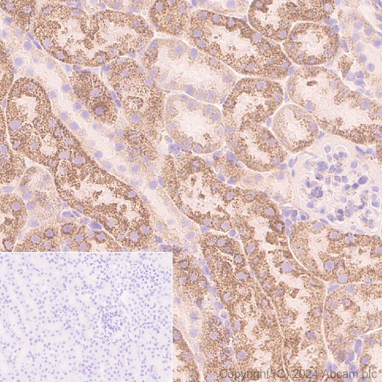 Immunohistochemistry (Formalin/PFA-fixed paraffin-embedded sections) - Anti-SHMT2/SHMT antibody [EPR28607-51] (AB316328)