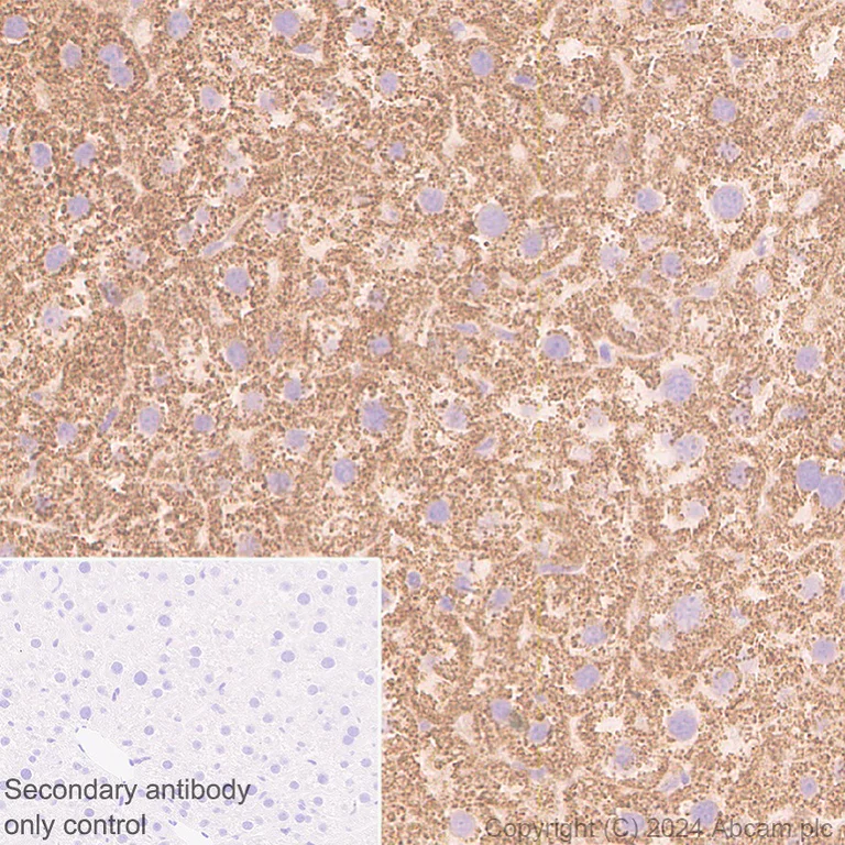 Immunohistochemistry (Formalin/PFA-fixed paraffin-embedded sections) - Anti-SHMT2/SHMT antibody [EPR28607-51] (AB316328)