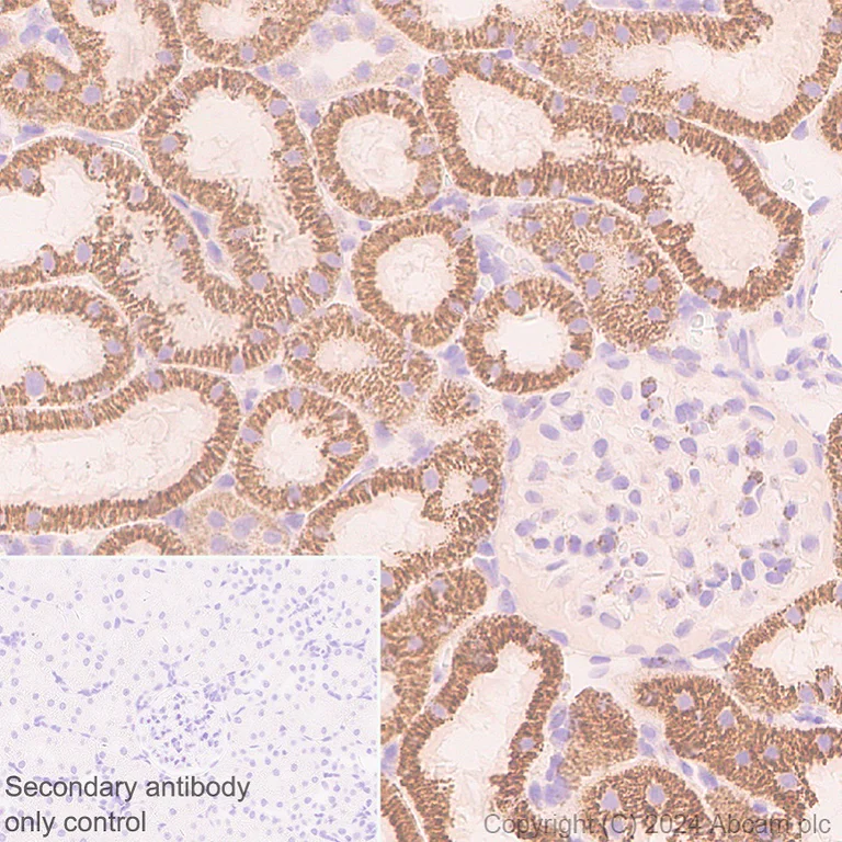 Immunohistochemistry (Formalin/PFA-fixed paraffin-embedded sections) - Anti-SHMT2/SHMT antibody [EPR28607-51] (AB316328)