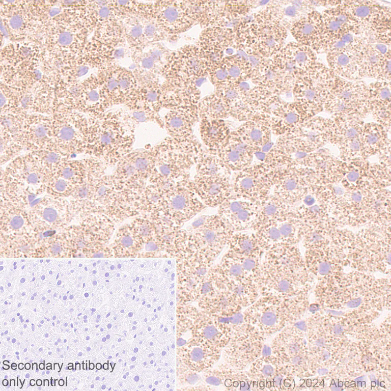 Immunohistochemistry (Formalin/PFA-fixed paraffin-embedded sections) - Anti-SHMT2/SHMT antibody [EPR28607-51] (AB316328)