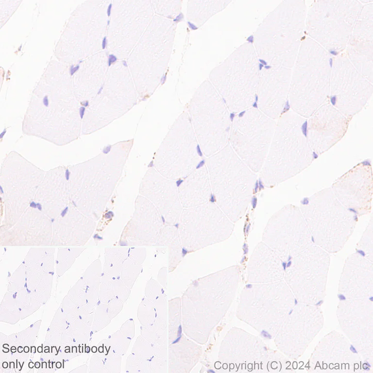 Immunohistochemistry (Formalin/PFA-fixed paraffin-embedded sections) - Anti-SHMT2/SHMT antibody [EPR28607-51] (AB316328)