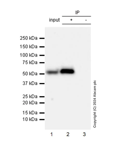 Immunoprecipitation - Anti-SHMT2/SHMT antibody [EPR28607-51] (AB316328)