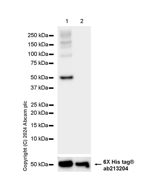 Western blot - Anti-SHMT2/SHMT antibody [EPR28607-51] (AB316328)