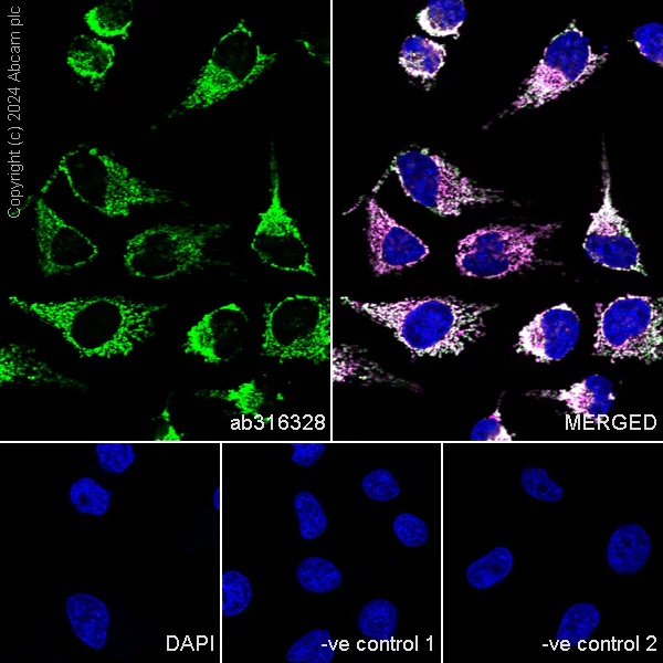 Immunocytochemistry/ Immunofluorescence - Anti-SHMT2/SHMT antibody [EPR28607-51] - BSA and Azide free (AB316329)