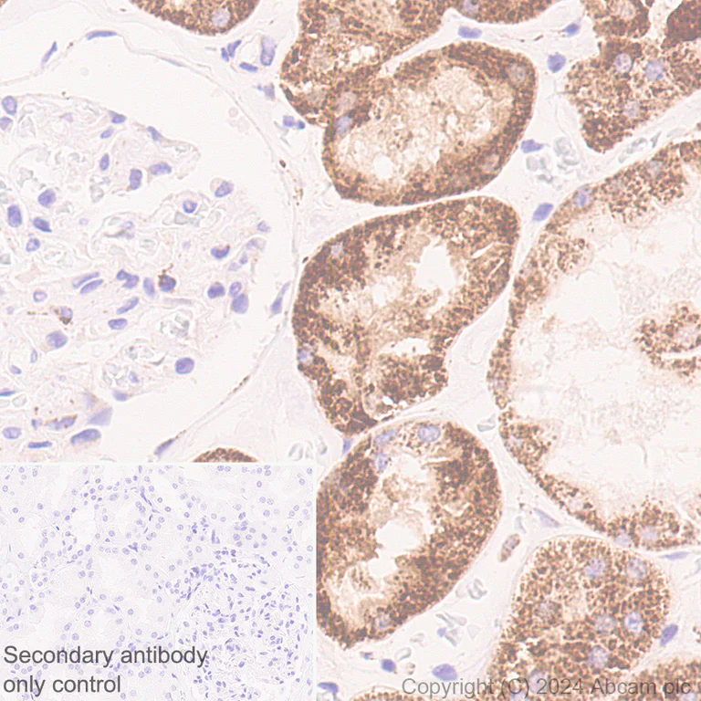 Immunohistochemistry (Formalin/PFA-fixed paraffin-embedded sections) - Anti-SHMT2/SHMT antibody [EPR28607-51] - BSA and Azide free (AB316329)
