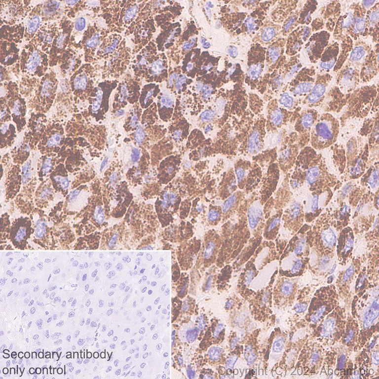 Immunohistochemistry (Formalin/PFA-fixed paraffin-embedded sections) - Anti-SHMT2/SHMT antibody [EPR28607-51] - BSA and Azide free (AB316329)