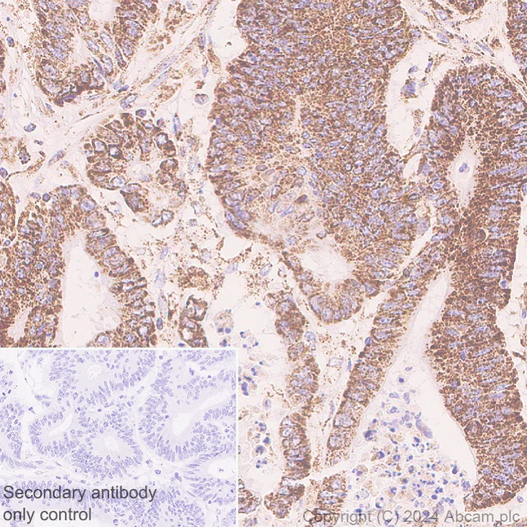 Immunohistochemistry (Formalin/PFA-fixed paraffin-embedded sections) - Anti-SHMT2/SHMT antibody [EPR28607-51] - BSA and Azide free (AB316329)