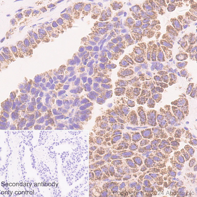 Immunohistochemistry (Formalin/PFA-fixed paraffin-embedded sections) - Anti-SHMT2/SHMT antibody [EPR28607-51] - BSA and Azide free (AB316329)